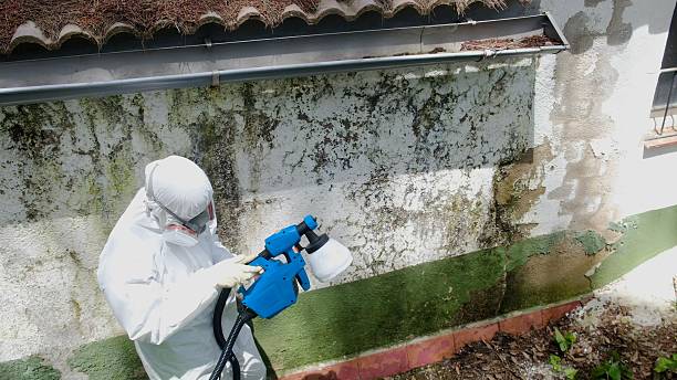 Mold Remediation service in Bear Lake, Bear Lake, MI